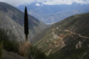 da ist sie .... die Puya Raimondii